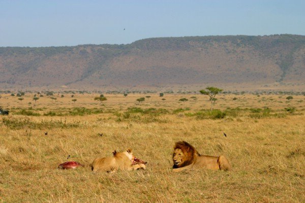 Lions in the Serengeti National Park