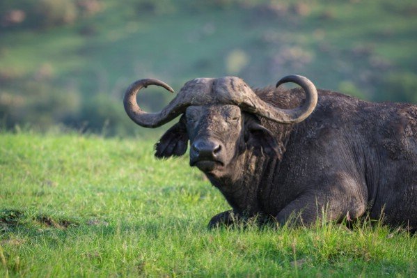 Buffalo in Amboseli National Parka