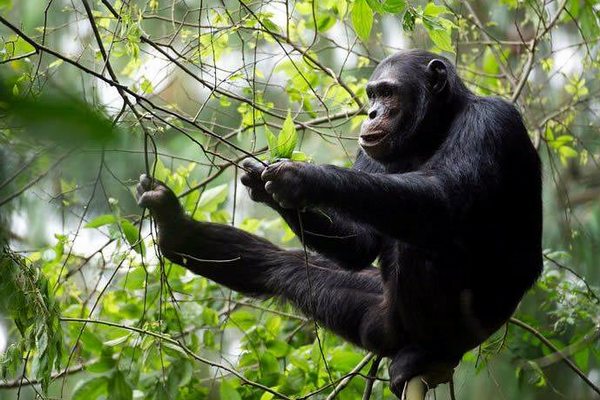 Gorilla and Chimp Tracking
