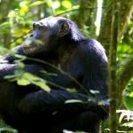 3 Days Kibale Chimpanzee Trekking Safari