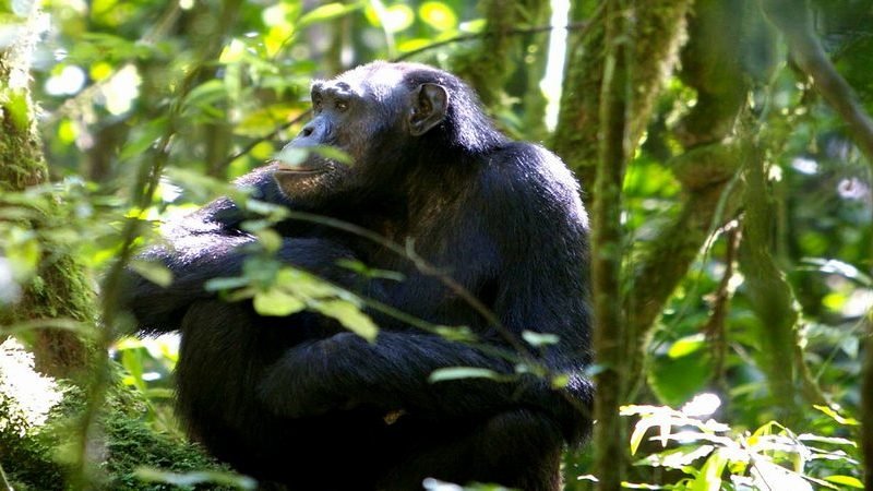 5 Days Lake Mburo Kibale Chimpanzee Tracking Safari