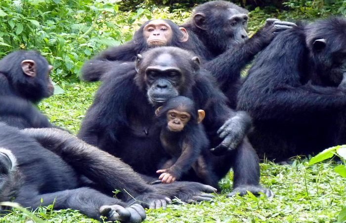 5 Days Kibale Chimpanzee Tracking Safari