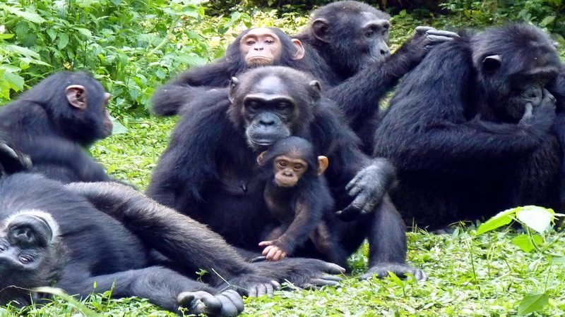 5 Days Kibale Chimpanzee Tracking Safari
