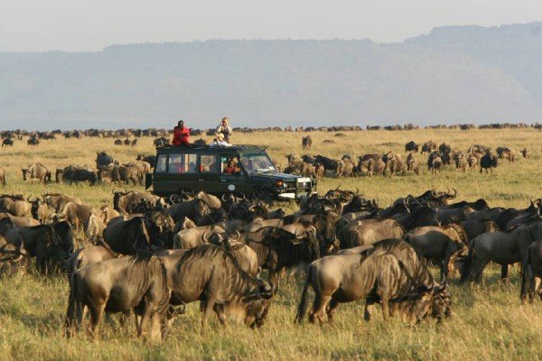 Game drive in Masai Mara National Park