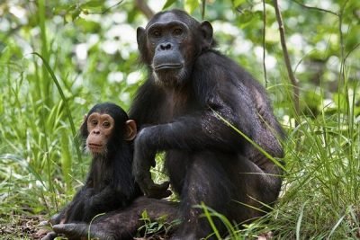 Uganda Chimp Safaris