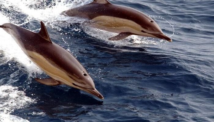 Swiming with Dolphins in Indian Ocean
