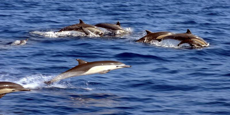 Swiming with Dolphins in Mombasa