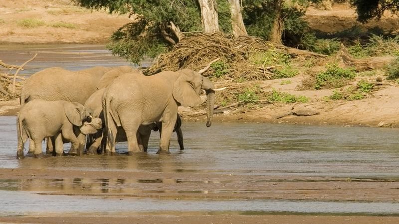 Tanzania Budget Camping Tours Safari Package 9 Days