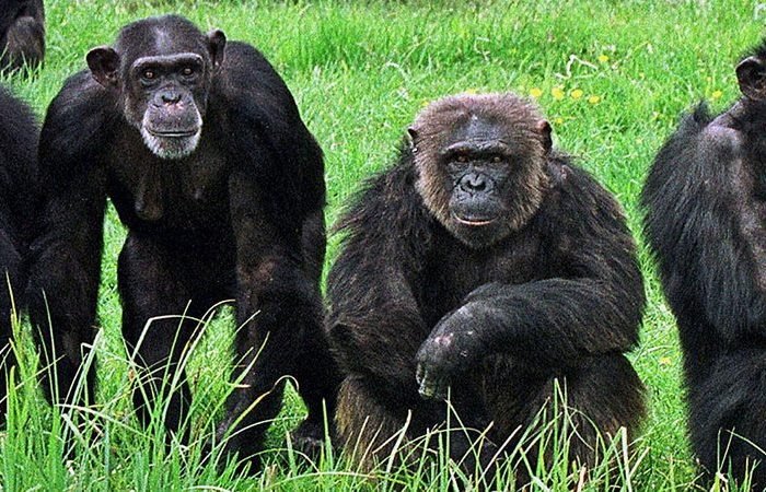 4 Days Chimpanzee Gombe Tracking Safari