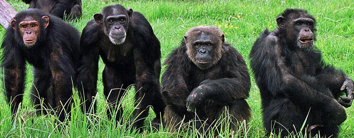 4 Days Chimpanzee Gombe Tracking Safari