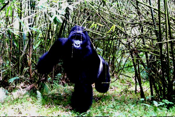 gorilla Trekking in Uganda