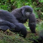 3 Days Uganda Bwindi Gorilla Trekking Safari Express