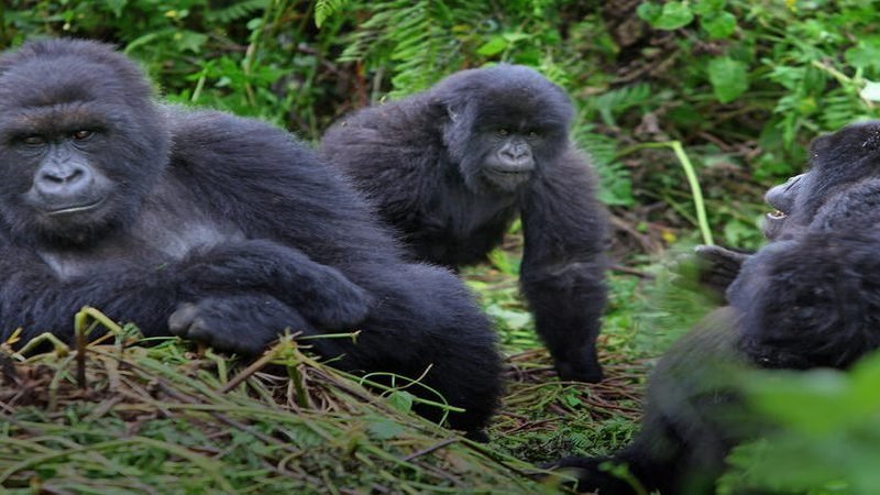 3 Days Uganda Bwindi Gorilla Trekking Safari Express