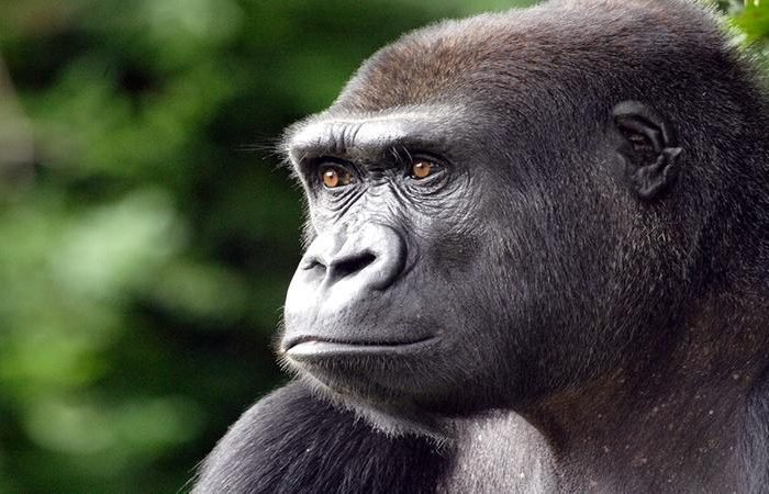 6 Days Uganda Gorilla Trekking Safari