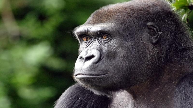 6 Days Uganda Gorilla Trekking Safari