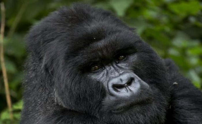 7 Days Uganda Gorilla Safaris Adventure
