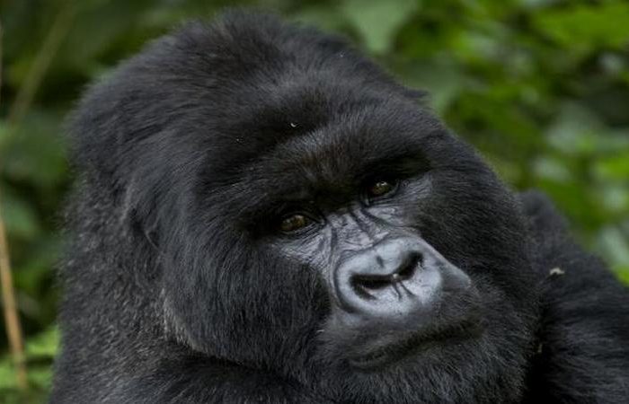 7 Days Uganda Gorilla Safaris Adventure