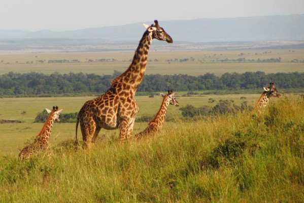 Giraffe in masai mara