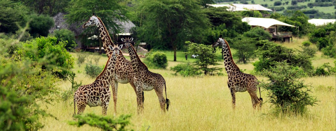 Tanzania Camping Safari Holiday Package 5 Days