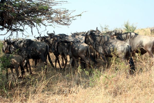Migration Safari in Masai Mara