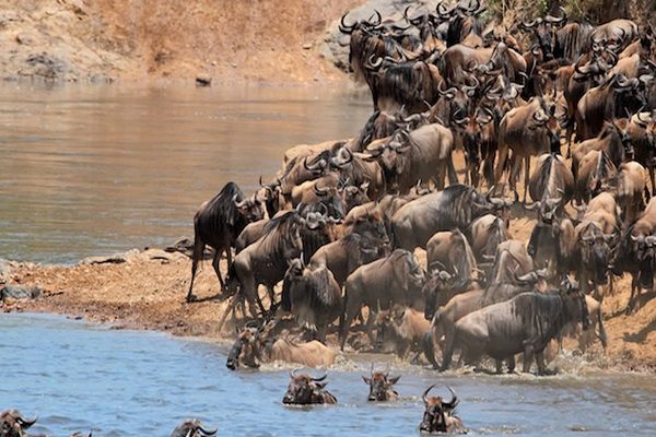 Wildebeest-migration-at-the-Masai-Mara-National-Reserve