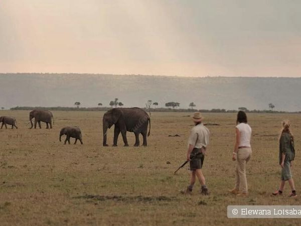9 Days Elewana Collection Kenya Luxury Safari Holidays Adventures