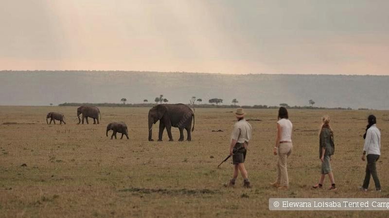 9 Days Elewana Collection Kenya Luxury Safari Holidays Adventures
