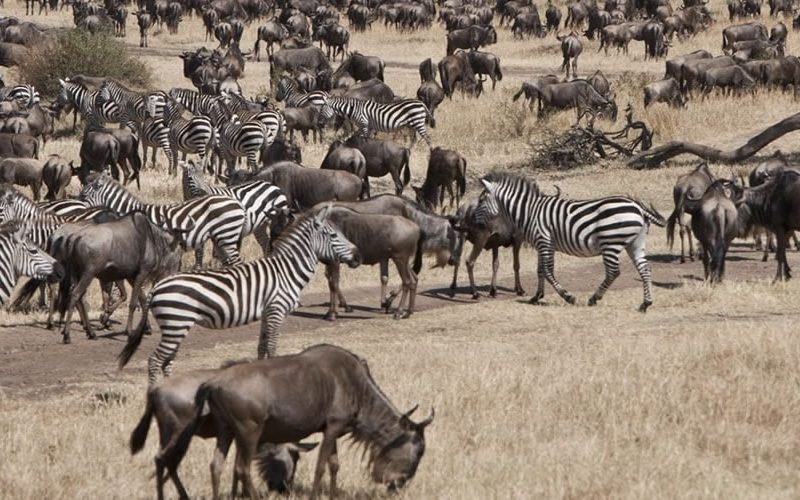11 Days Kenya Tanzania Budget Safari Adventures