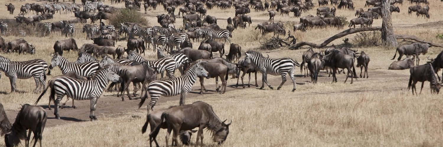 11 Days Kenya Tanzania Budget Safari Adventures
