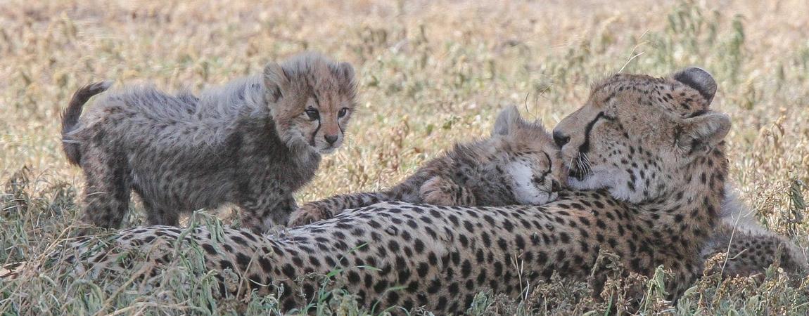 12 Days Kenya wildlife Photographic Safari Holidays
