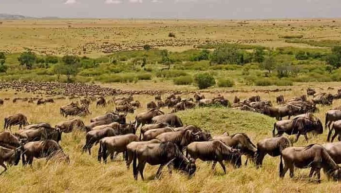 6 Days Serengeti Wildebeest Migration Holiday Safari Tours