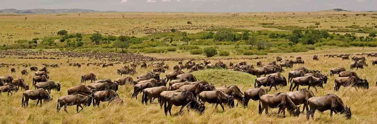 6 Days Serengeti Wildebeest Migration Holiday Safari Tours