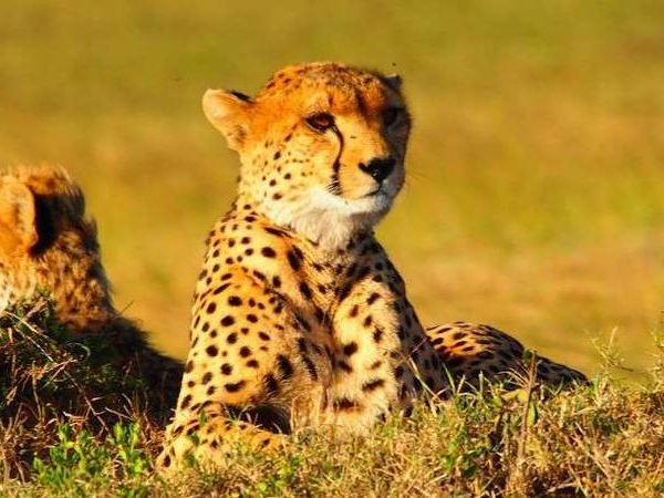 Africa Photographic Safaris Package Itinerary