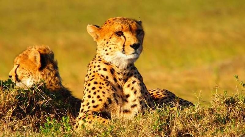 13 Days Masai Mara Serengeti Wildlife Adventure Safaris