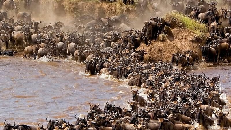 10 Days Guided Wildebeest Great Migration Safari Holidays