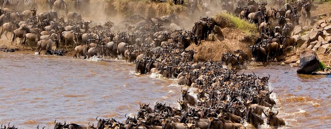 10 Days Guided Wildebeest Great Migration Safari Holidays