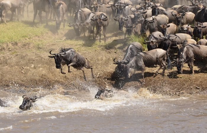 Africa Wildlife Photographic Safari Holidays