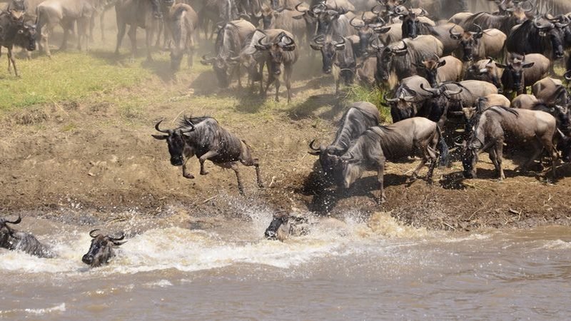 Africa Wildlife Photographic Safari Holidays