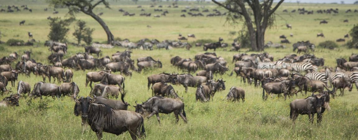 8 Days Masai Mara Wildebeest Migration Safari Adventures