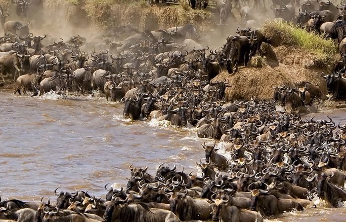 Masai Mara Wildebeest Migration Photo Safari 2019-2020