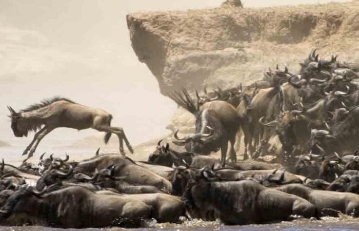 8 Days Tanzania Serengeti Wildebeest Migration Safari Adventure
