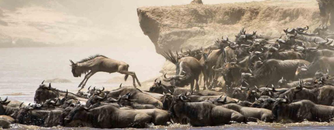 8 Days Tanzania Serengeti Wildebeest Migration Safari Adventure