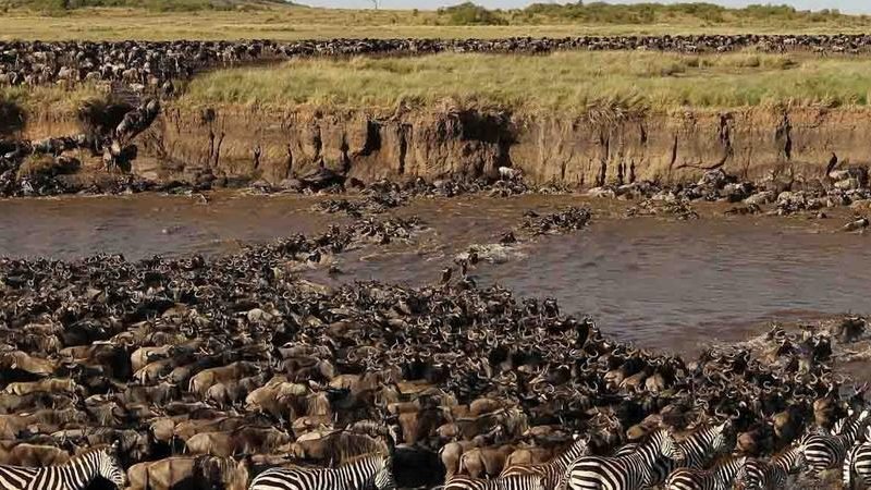 5 Days Serengeti Wildebeest Migration Safari Holidays